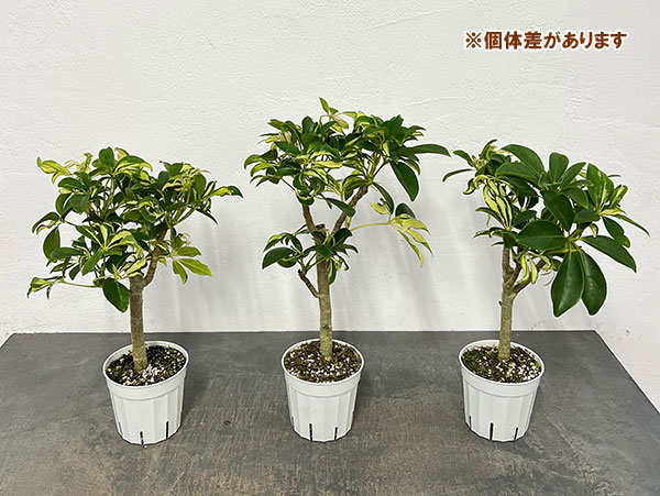 観葉植物 シェフレラ グランディ バリエガータ（朴仕立て） 3.5号ポット |  | 06