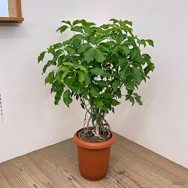 シェフレラ・トリネッティ（観葉植物） | 花、ガーデニング の商品一覧