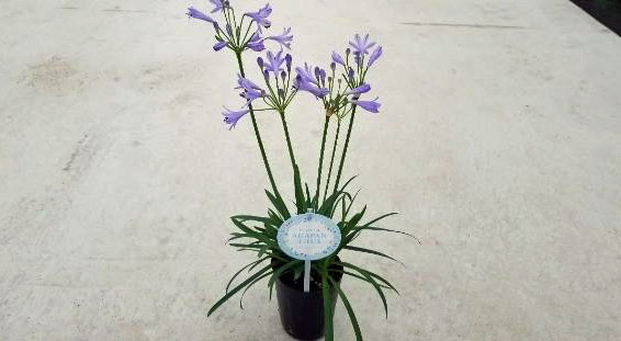 草花の苗 アガパンサス クリスタルブルー3.5...の詳細画像1
