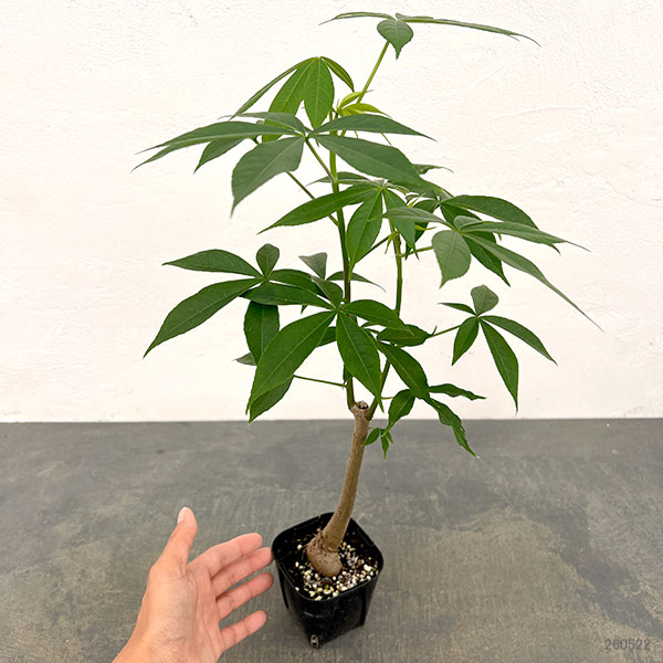 現品 トックリキワタ 南米桜 観葉植物 徳利木綿 落葉樹 インテリア