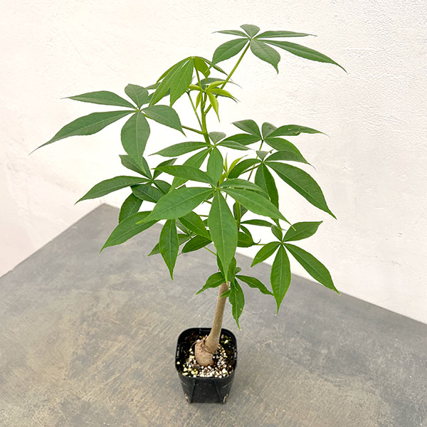 観葉植物 トックリキワタ 3号ポット : 園芸ネット - 通販 - Yahoo