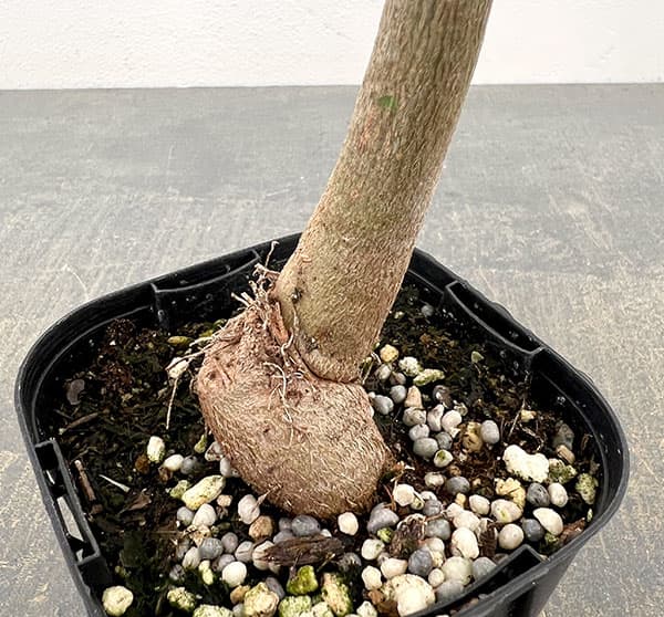 観葉植物 トックリキワタ 3号ポット : 園芸ネット - 通販 - Yahoo
