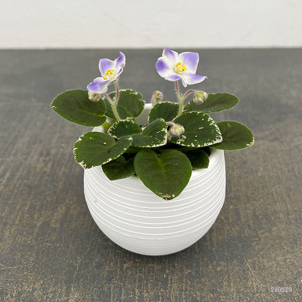 ミニセントポーリア ハワイアン レイ 2.5号鉢植えの詳細画像1
