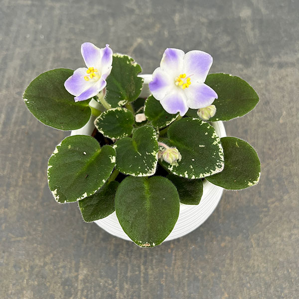 ミニセントポーリア ハワイアン レイ 2.5号鉢植えの詳細画像2