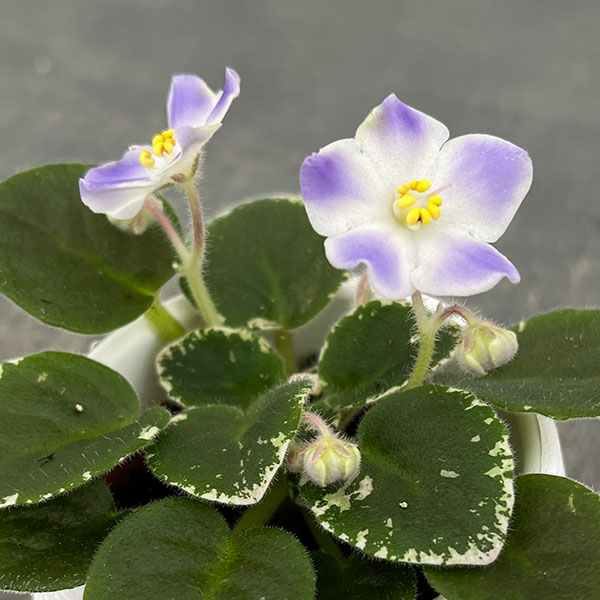ミニセントポーリア ハワイアン レイ 2.5号鉢植えの詳細画像3