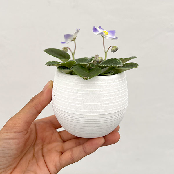 ミニセントポーリア ハワイアン レイ 2.5号鉢植えの詳細画像4