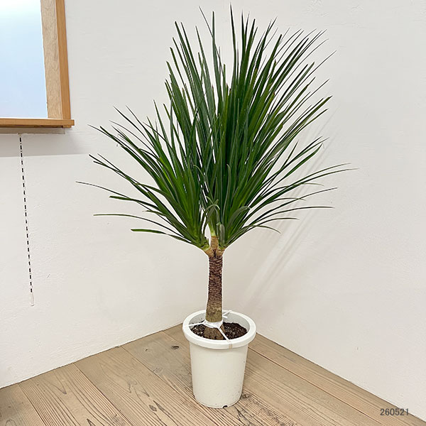 ドラセナ カンボジアーナ（観葉植物） | 花、ガーデニング の商品一覧