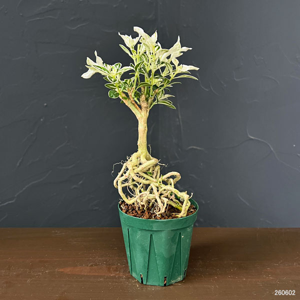 ツゲ玉仕立て（常緑樹の植木、庭木）｜苗木、植木 | 花、ガーデニング