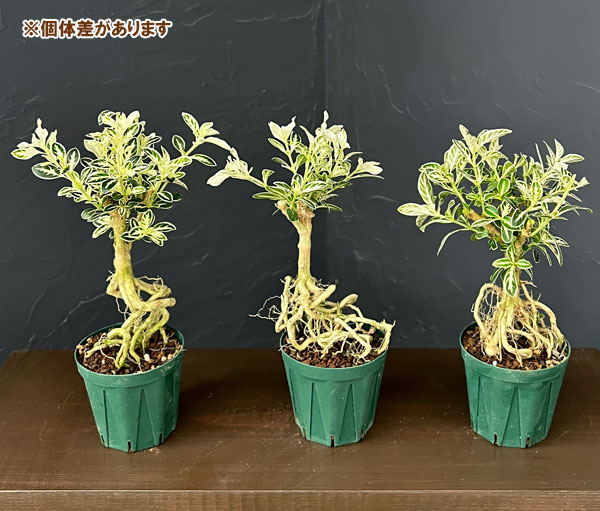 ツゲ玉仕立て（常緑樹の植木、庭木）｜苗木、植木 | 花、ガーデニング