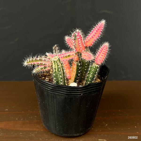 観葉植物 ビャクダン ピンク斑入り2.5号ポットの詳細画像1