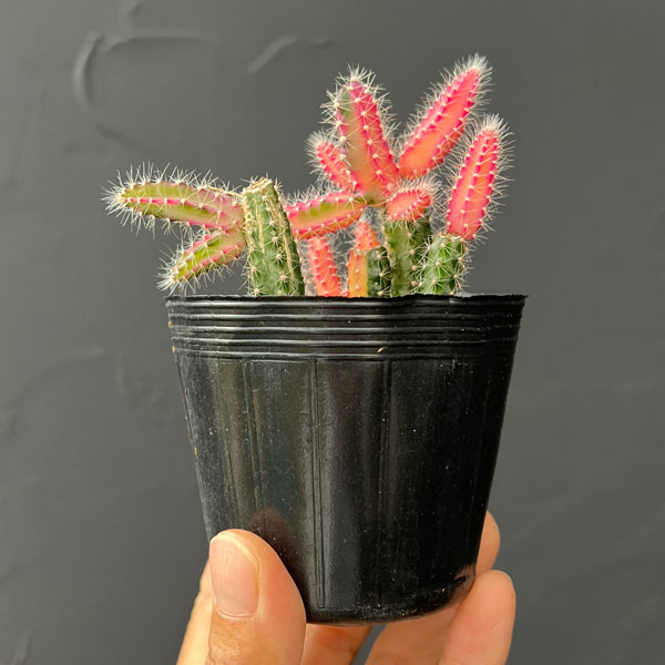 観葉植物 ビャクダン ピンク斑入り2.5号ポットの詳細画像2