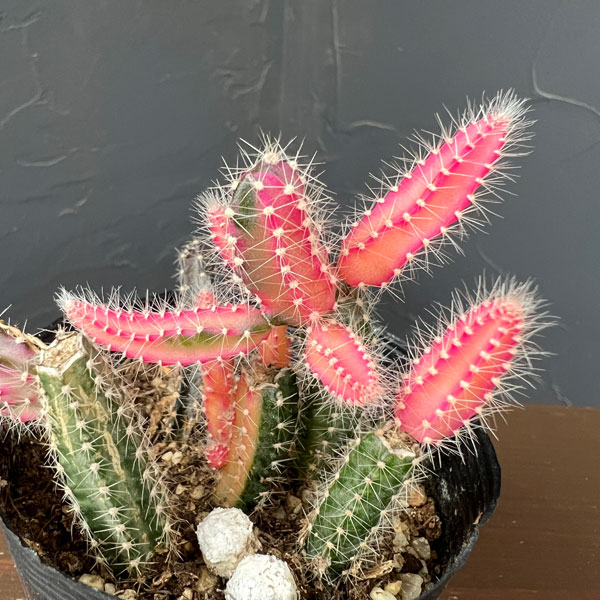 観葉植物 ビャクダン ピンク斑入り2.5号ポットの詳細画像3