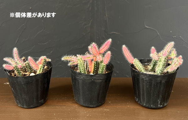 観葉植物 ビャクダン ピンク斑入り2.5号ポットの詳細画像4
