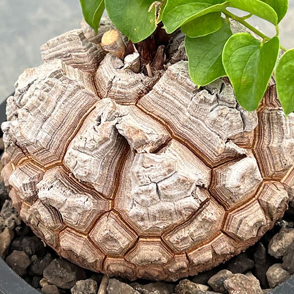 亀甲竜（観葉植物） | 花、ガーデニング の商品一覧 通販 - Yahoo