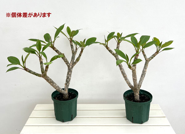 プルメリア 鉢のおすすめ人気商品一覧 通販 - Yahoo!ショッピング