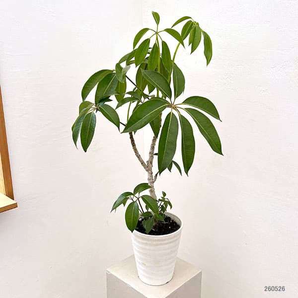 ツピタンサス（観葉植物） | 花、ガーデニング の商品一覧 通販