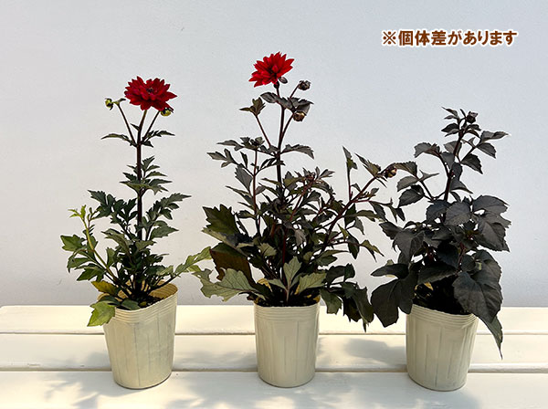 草花の苗 ダリア ブラックフォレストルビー3号ポットの詳細画像4