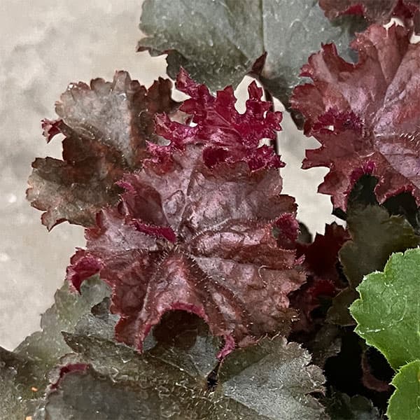草花の苗 ヒューケラ ヘブン(3色ミックス植え...の詳細画像3
