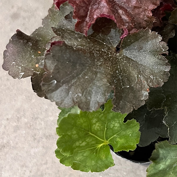 草花の苗 ヒューケラ ヘブン(3色ミックス植え...の詳細画像4