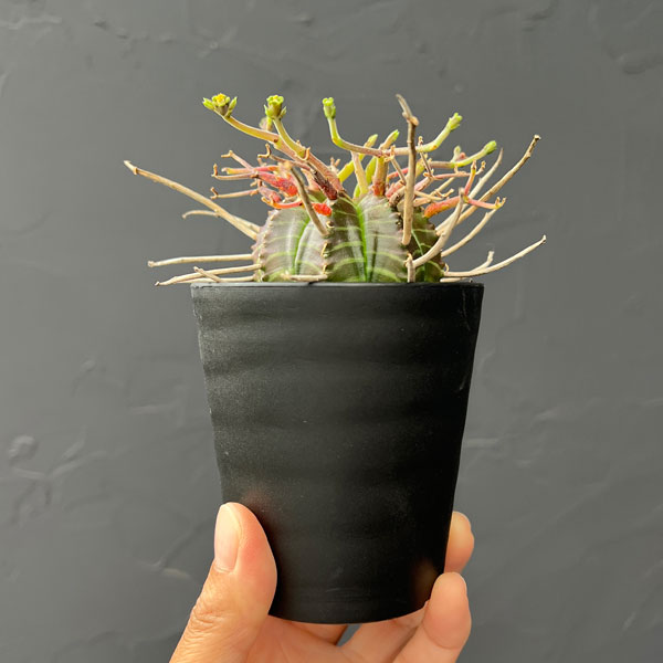 観葉植物 ユーフォルビア バリダ(スーパーバリダ実生) 3号鉢植え