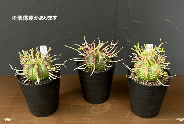 ユーフォルビア（サボテン、多肉植物） | 花、ガーデニング の商品一覧