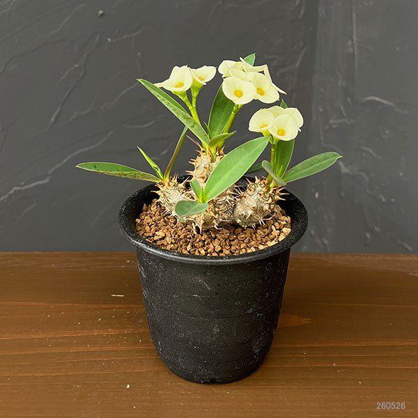 観葉植物 ユーフォルビア パルビメデューサ×ミ...の詳細画像1