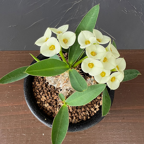 観葉植物 ユーフォルビア パルビメデューサ×ミ...の詳細画像2