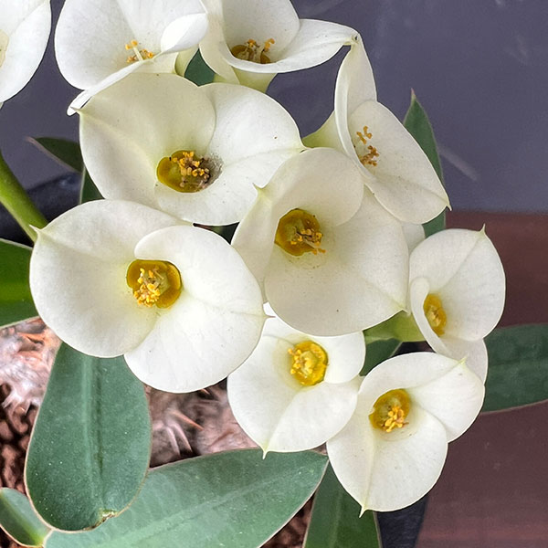 観葉植物 ユーフォルビア パルビメデューサ×ミ...の詳細画像3