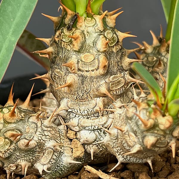 観葉植物 ユーフォルビア パルビメデューサ×ミ...の詳細画像4
