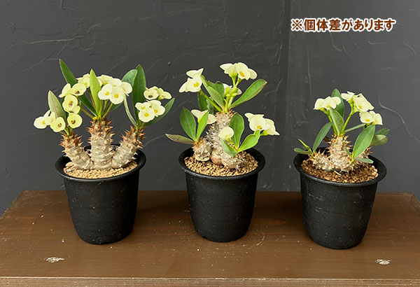 観葉植物 ユーフォルビア パルビメデューサ×ミ...の詳細画像5