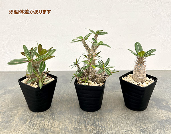 カクタスパーチの商品一覧 通販 - Yahoo!ショッピング