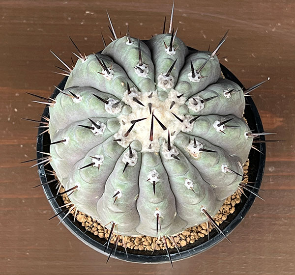 観葉植物 コピアポア 黒王丸 3.5号の詳細画像2