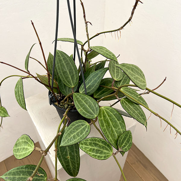 観葉植物 ホヤ マクロフィラグリーン 4号吊り鉢 |  | 03