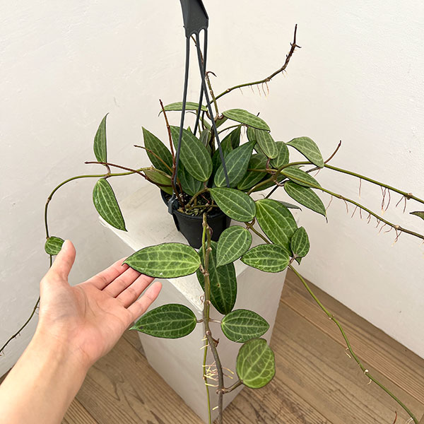 観葉植物 ホヤ マクロフィラグリーン 4号吊り鉢 |  | 01