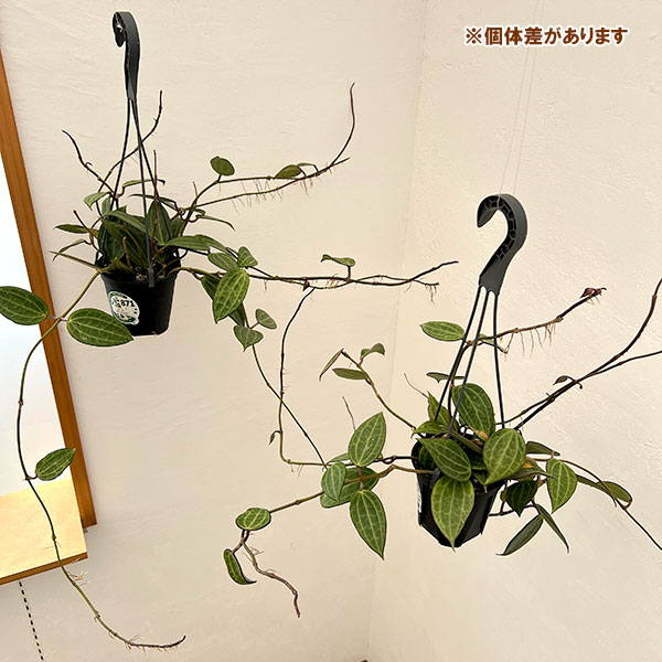観葉植物 ホヤ マクロフィラグリーン 4号吊り鉢 |  | 06