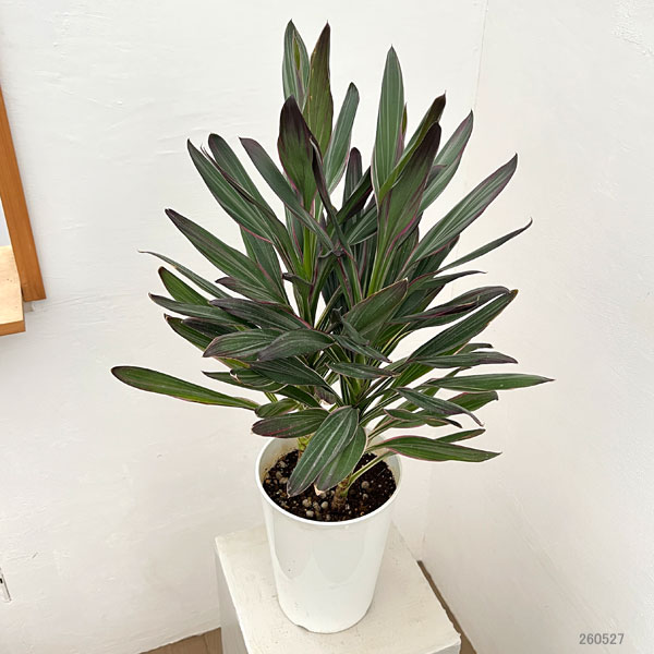 コルジリネ（観葉植物） | 花、ガーデニング のおすすめ人気商品一覧
