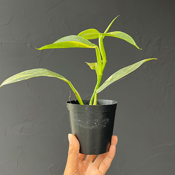 フィロデンドロン シルバーメタル（観葉植物） | 花、ガーデニング の