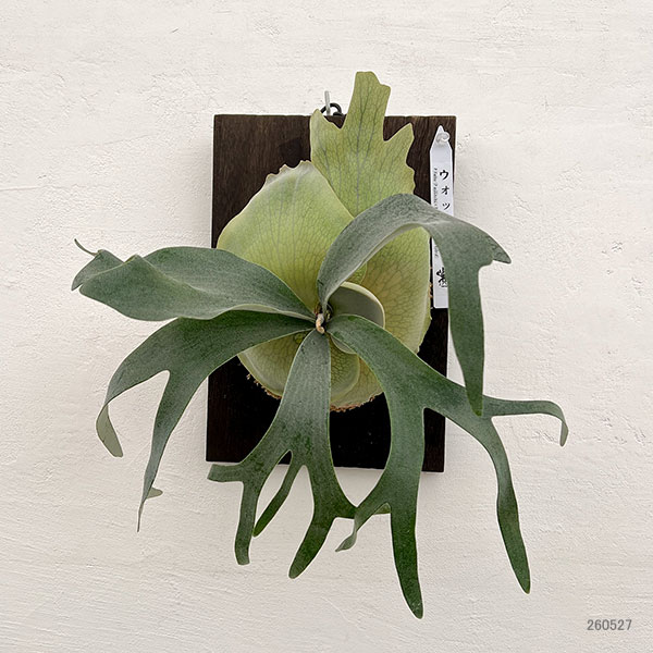 ビカクシダ ビフルカツム（観葉植物） | 花、ガーデニング の商品一覧
