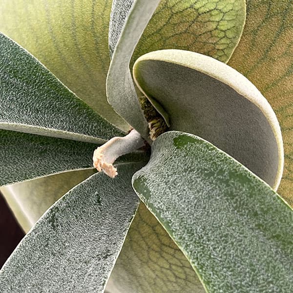 ビカクシダ ビフルカツム（観葉植物） | 花、ガーデニング の商品一覧