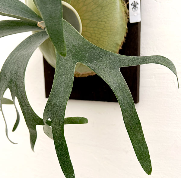 ビカクシダ ビフルカツム（観葉植物） | 花、ガーデニング の商品一覧