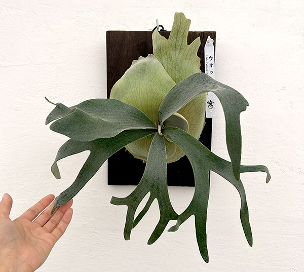 ビカクシダ ビフルカツム（観葉植物） | 花、ガーデニング の商品一覧