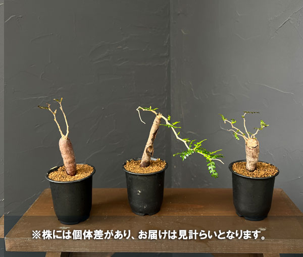 パキプスのおすすめ人気商品一覧 通販 - Yahoo!ショッピング