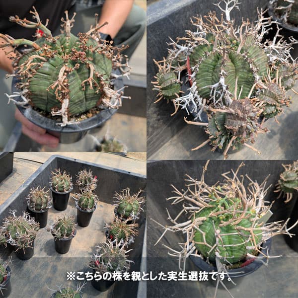 観葉植物 棚卸セール ユーフォルビア スーパーバリダ（実生特選株） 3