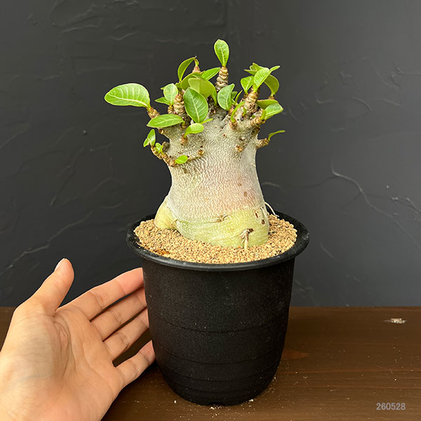 アデニウム ドワーフ（花、ガーデニング）のおすすめ人気商品一覧 通販