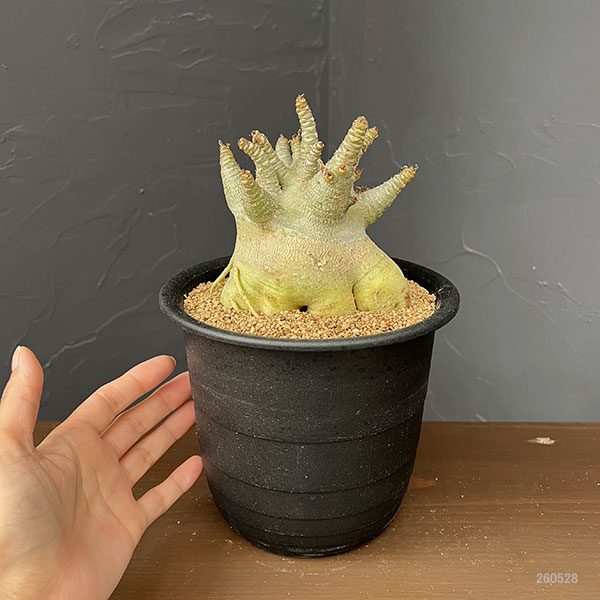 観葉植物 アデニウム アラビカムスーパードワーフ 5号鉢植え26-01