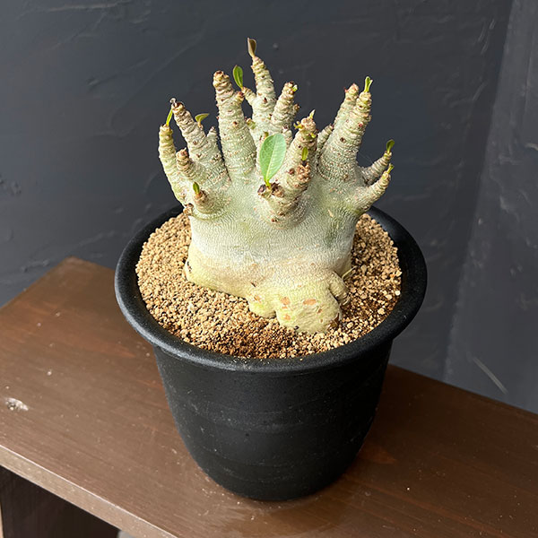 アデニウム ドワーフ（花、ガーデニング）の商品一覧 通販 - Yahoo