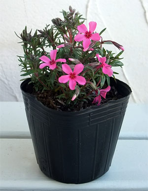 草花の苗 シバザクラ(芝桜) 赤系 3号ポットの詳細画像2