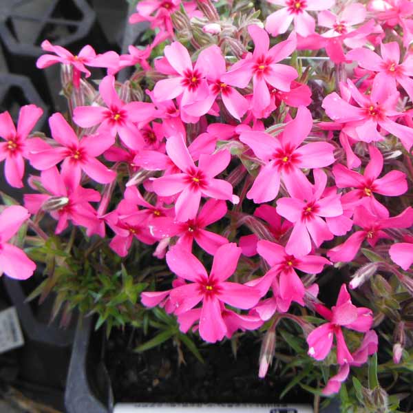 草花の苗 シバザクラ(芝桜) 赤系 3号ポットの詳細画像3