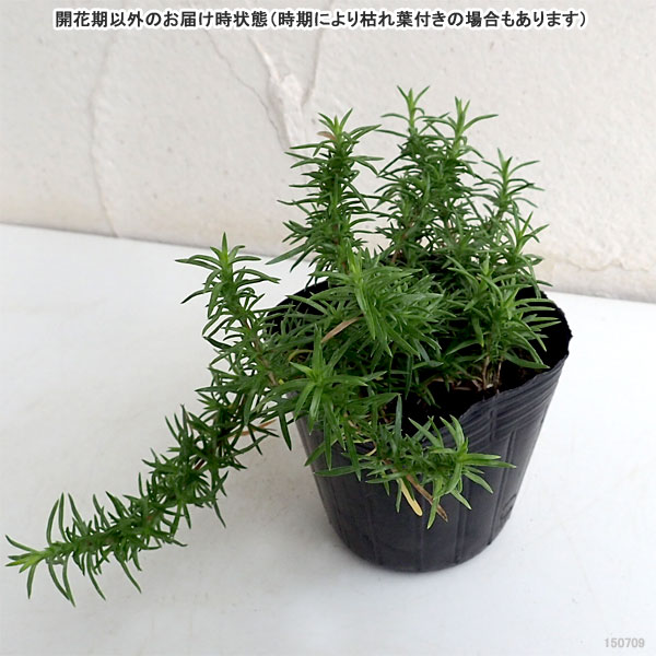 草花の苗 シバザクラ(芝桜) 赤系 3号ポットの詳細画像1