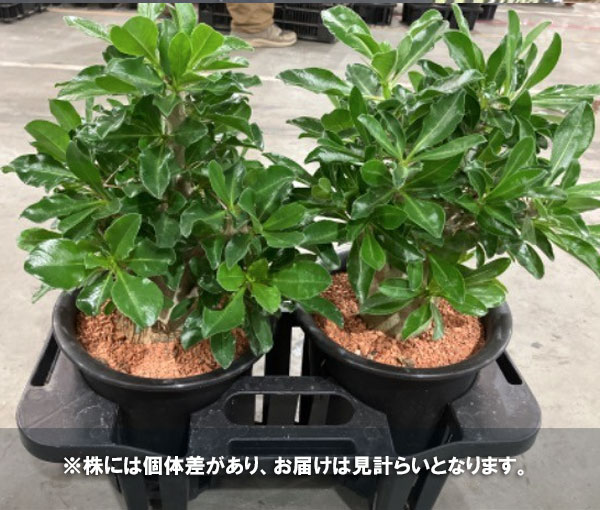 パキポディウム鉢の商品一覧 通販 - Yahoo!ショッピング